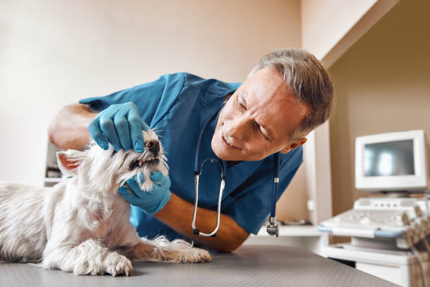 Best Weekend Emergency Dentist in Helotes, TX